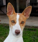 REHOMING 5 1/2 mo old FEMALE