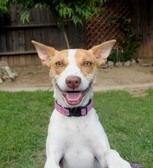 CAL VAL RAT TERRIERS - 8 mo old FEMALE