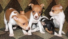 CAL VAL PUPPIES - POPPY / CH TAG