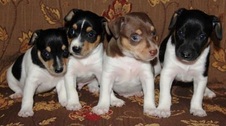 NEW CAL VAL PUPPIES - CHTAG GRCH KOALA