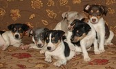 USONA RAT TERRIERS - 6 PUPPIES