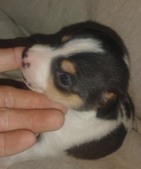 USONA RAT TERRIERS - 2 WK OLD PUPPIES