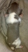 Enlarge photo 16
