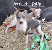 USONA RAT TERRIERS - 2 MALE PUPPIES
