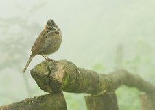 Enlarge photo 30