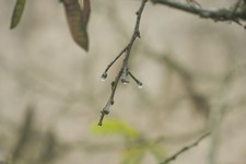 Enlarge photo 43