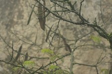 Enlarge photo 42