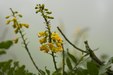 Enlarge photo 45
