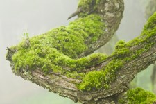 Enlarge photo 47