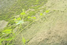 Enlarge photo 49