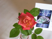 Enlarge photo 9