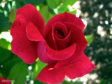Enlarge photo 28
