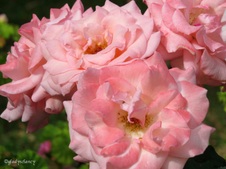 Enlarge photo 43