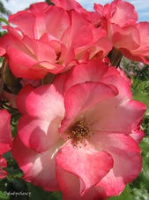 Enlarge photo 35