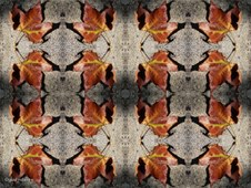 Enlarge photo 31
