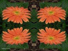 Enlarge photo 44