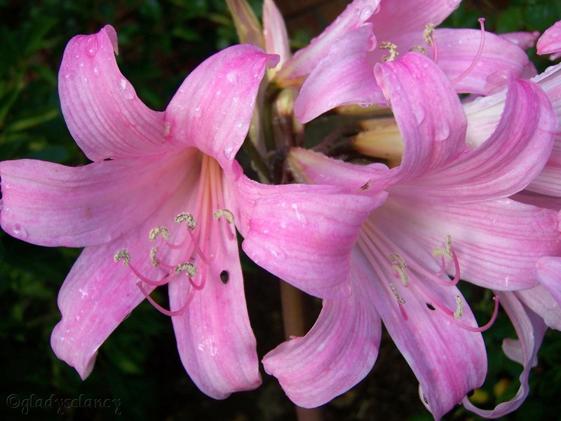 Return to Album