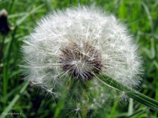 Enlarge photo 87
