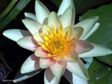 Enlarge photo 42