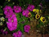 Enlarge photo 19