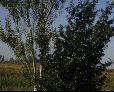 Enlarge photo 30