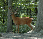 Timberridge Whitetails II