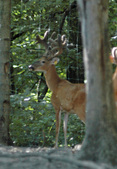 Enlarge photo 33