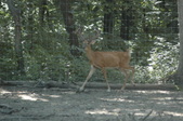 Enlarge photo 37