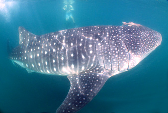 Sea Of Cortez