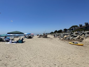 Carpenteria