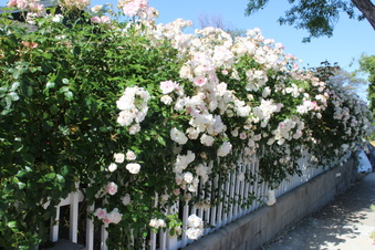 Enlarge photo 33