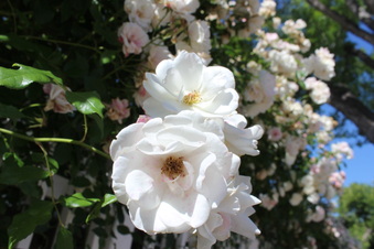 Enlarge photo 34