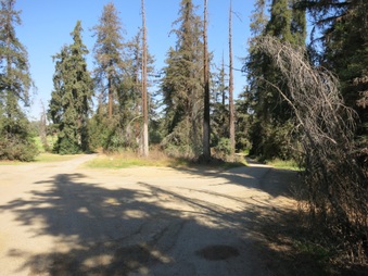 Griffith Park - Redwoods