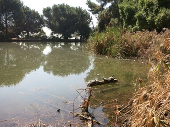 Enlarge photo 96