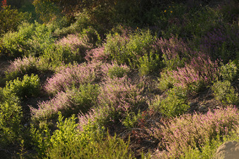 Enlarge photo 108