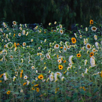 Enlarge photo 81