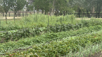 Enlarge photo 91