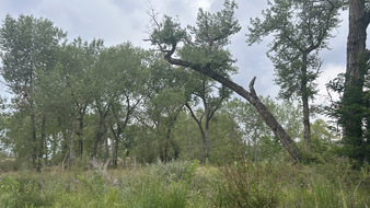 Enlarge photo 116