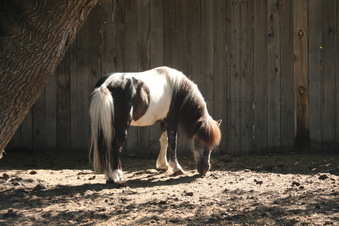 Enlarge photo 37