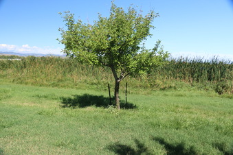Enlarge photo 77