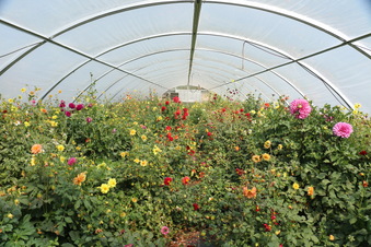 Enlarge photo 167