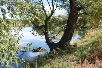 Enlarge photo 9
