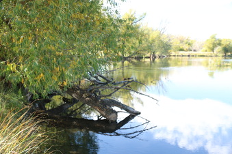 Enlarge photo 41