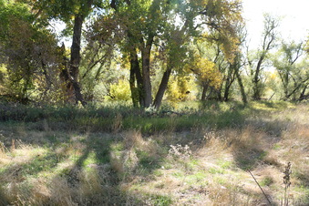 Enlarge photo 49