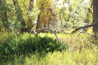 Enlarge photo 62