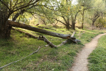 Enlarge photo 135