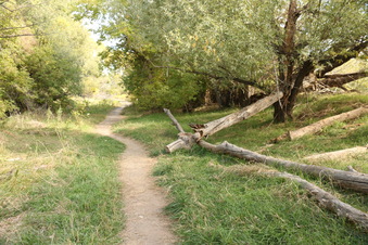 Enlarge photo 136