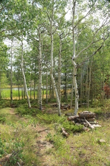 Enlarge photo 125