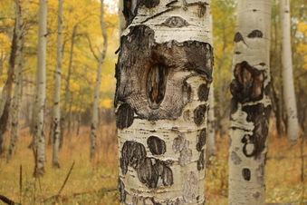 Enlarge photo 167