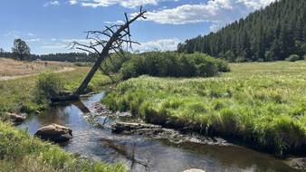 Enlarge photo 41